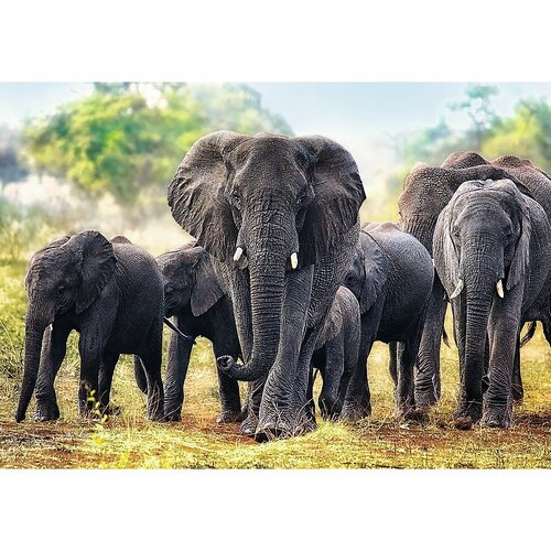 Trefl Puzzle Africké slony, 1000 dielikov